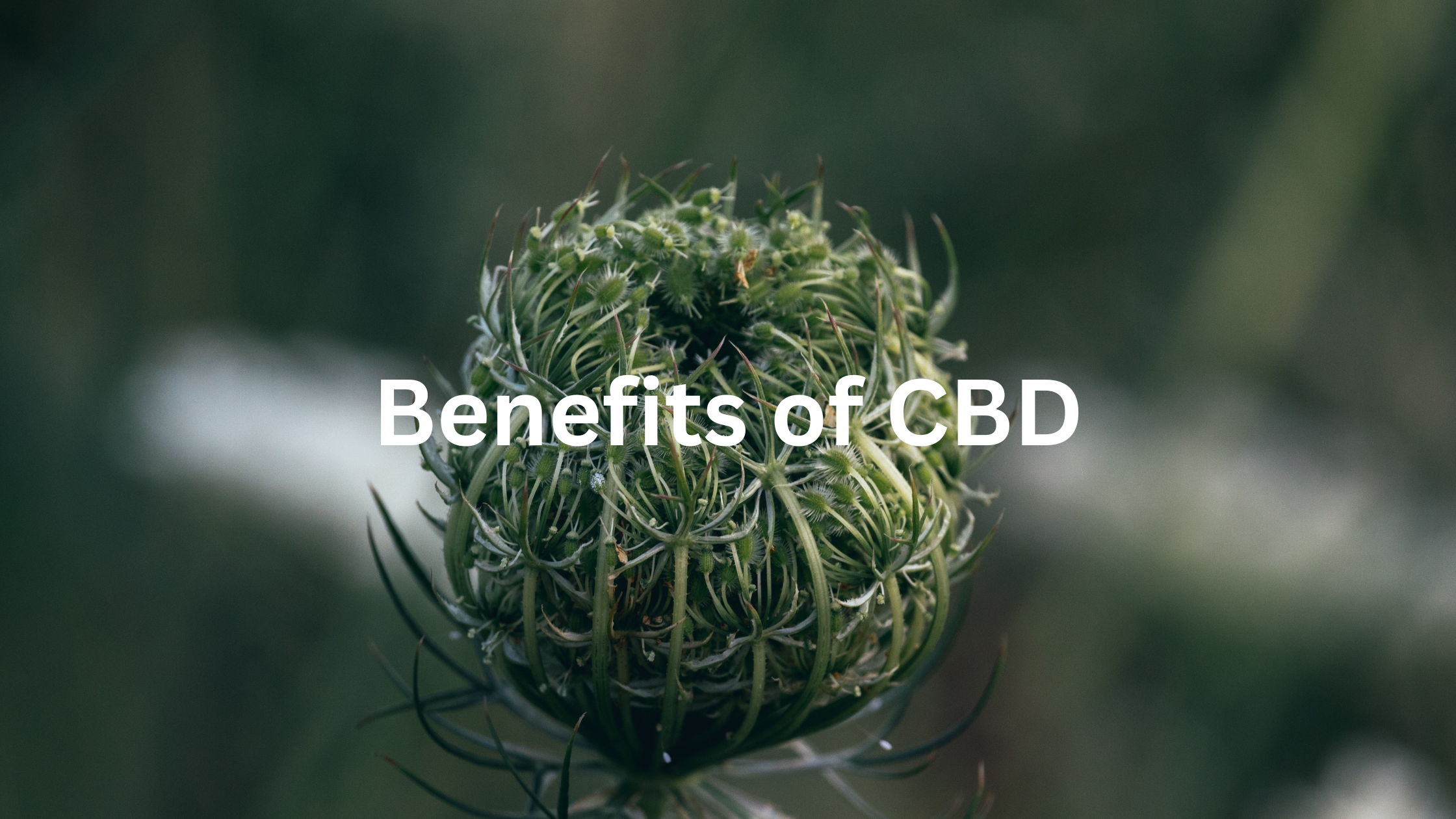 Benefits of CBD, Hemp